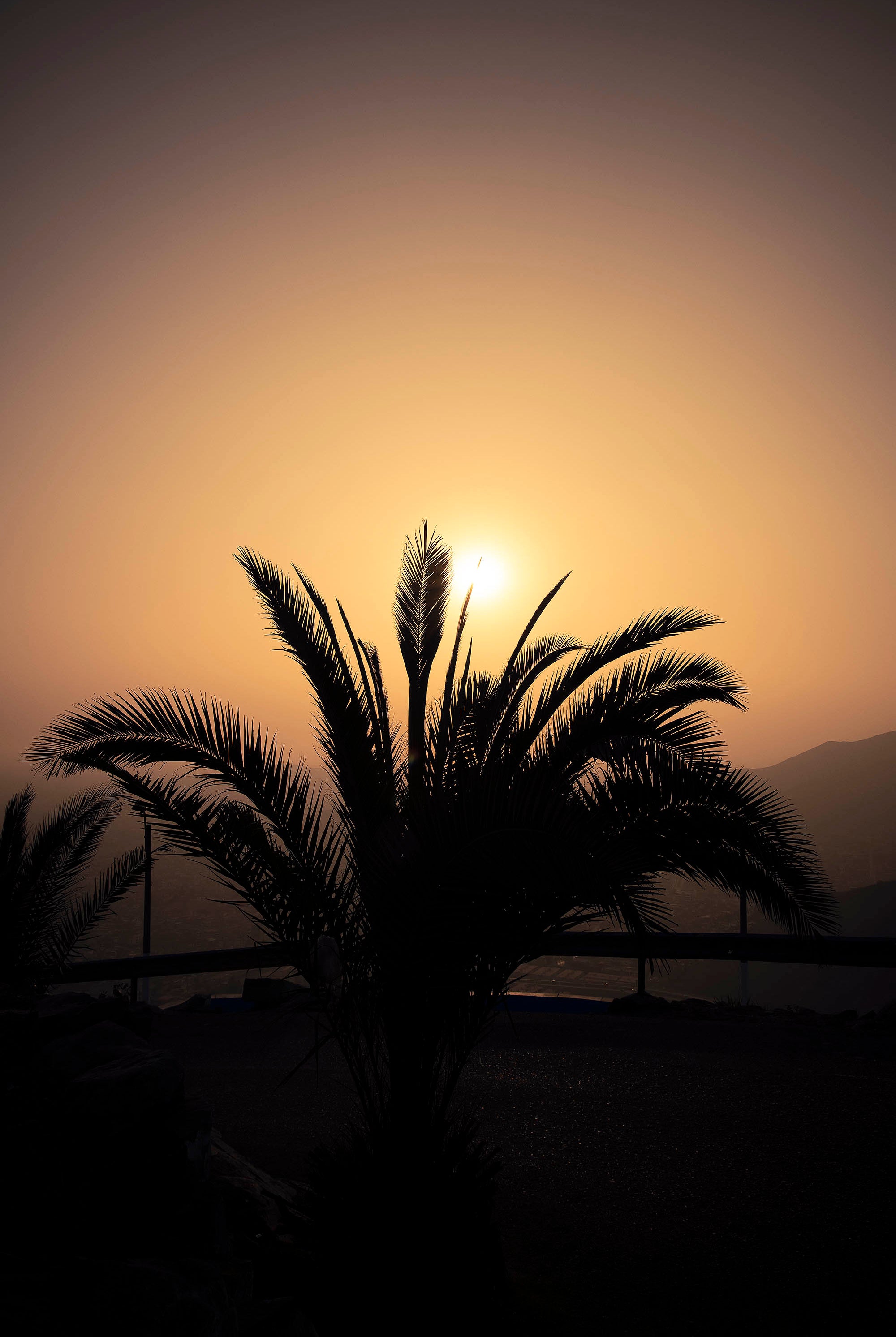 Palmier photographié à contrejour sous un coucher de soleil