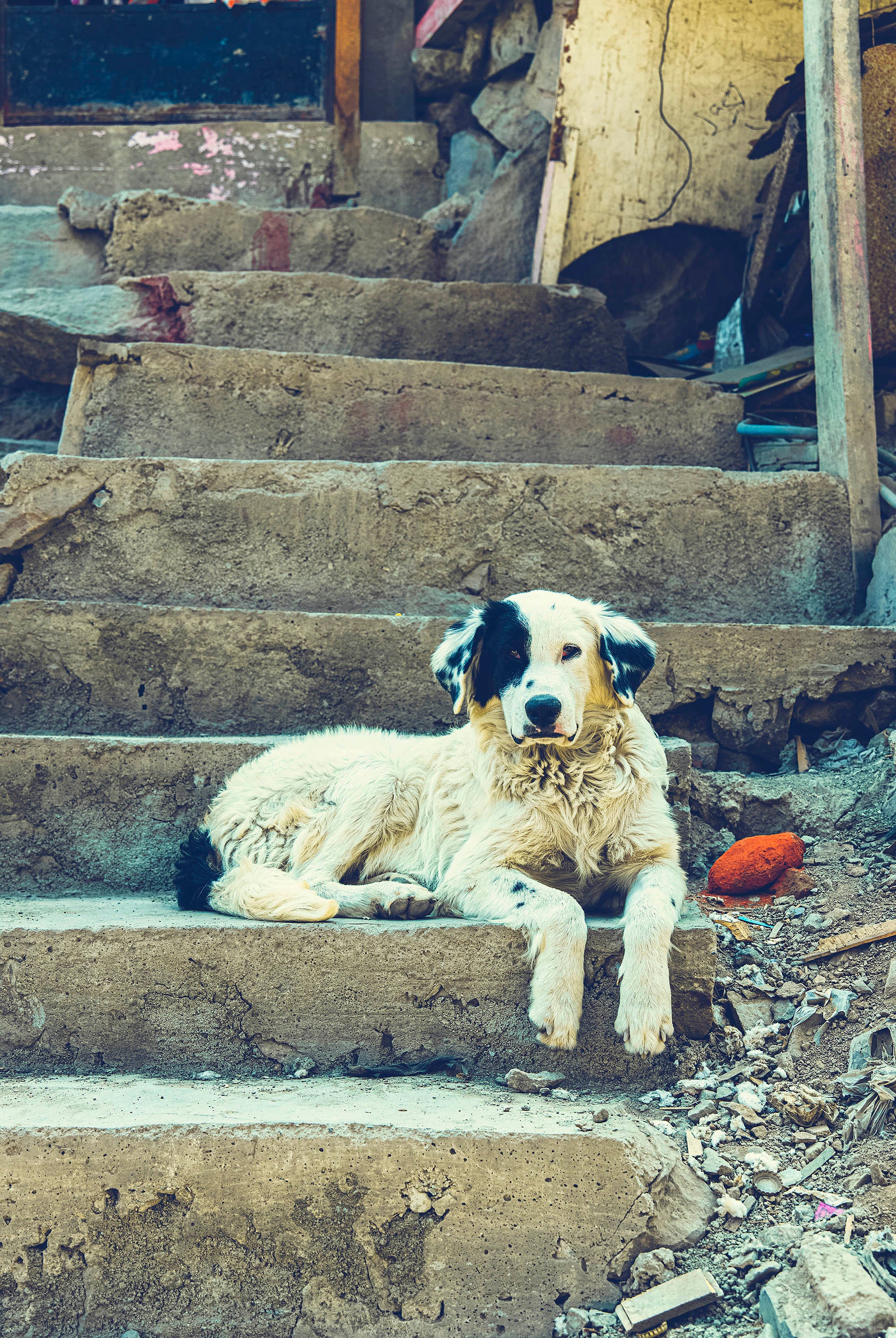 Chien errant blanc avec tache noir sur escalier