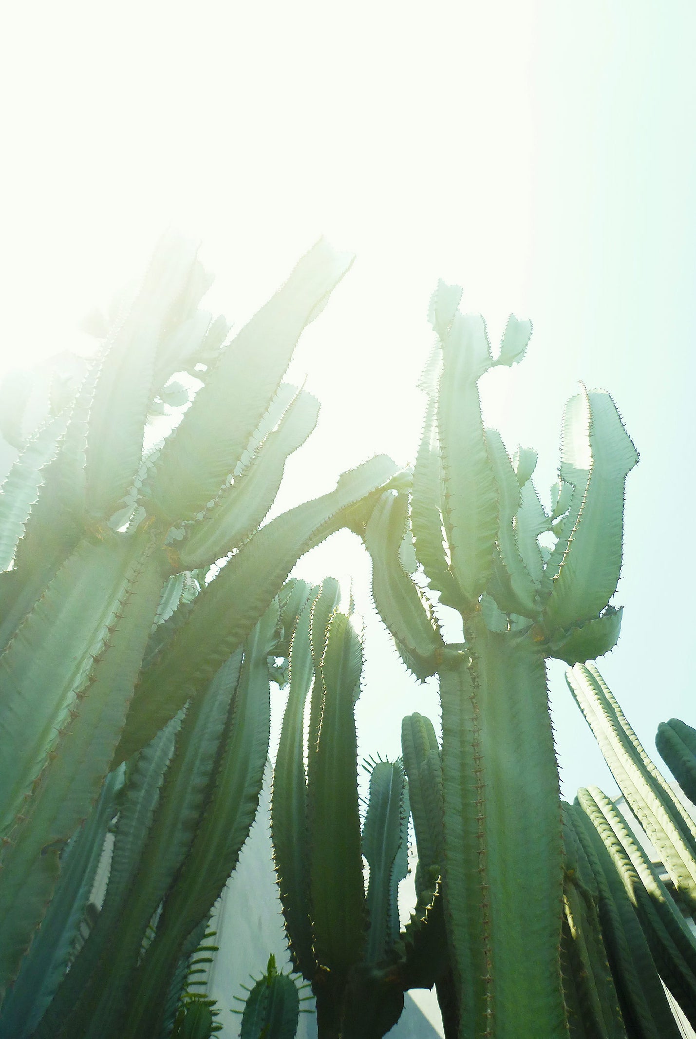 Cactus désert rayon de soleil clair obscur plantes grasses