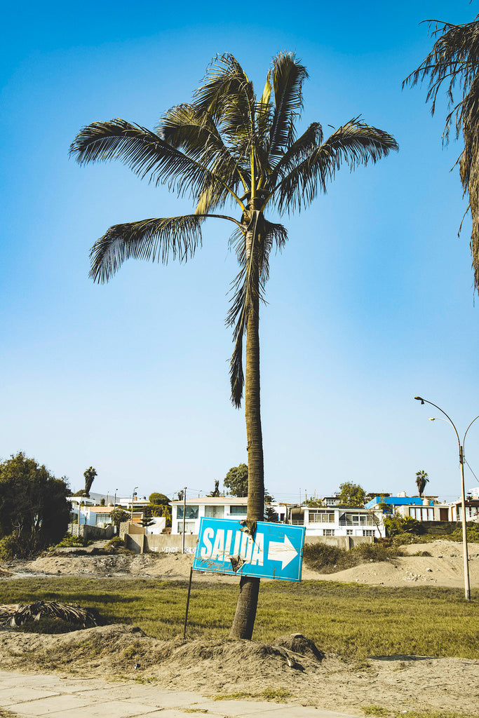 Pancarte bleue sur laquelle est écrit salida accrochée à un palmier et en arrière plan des habitations