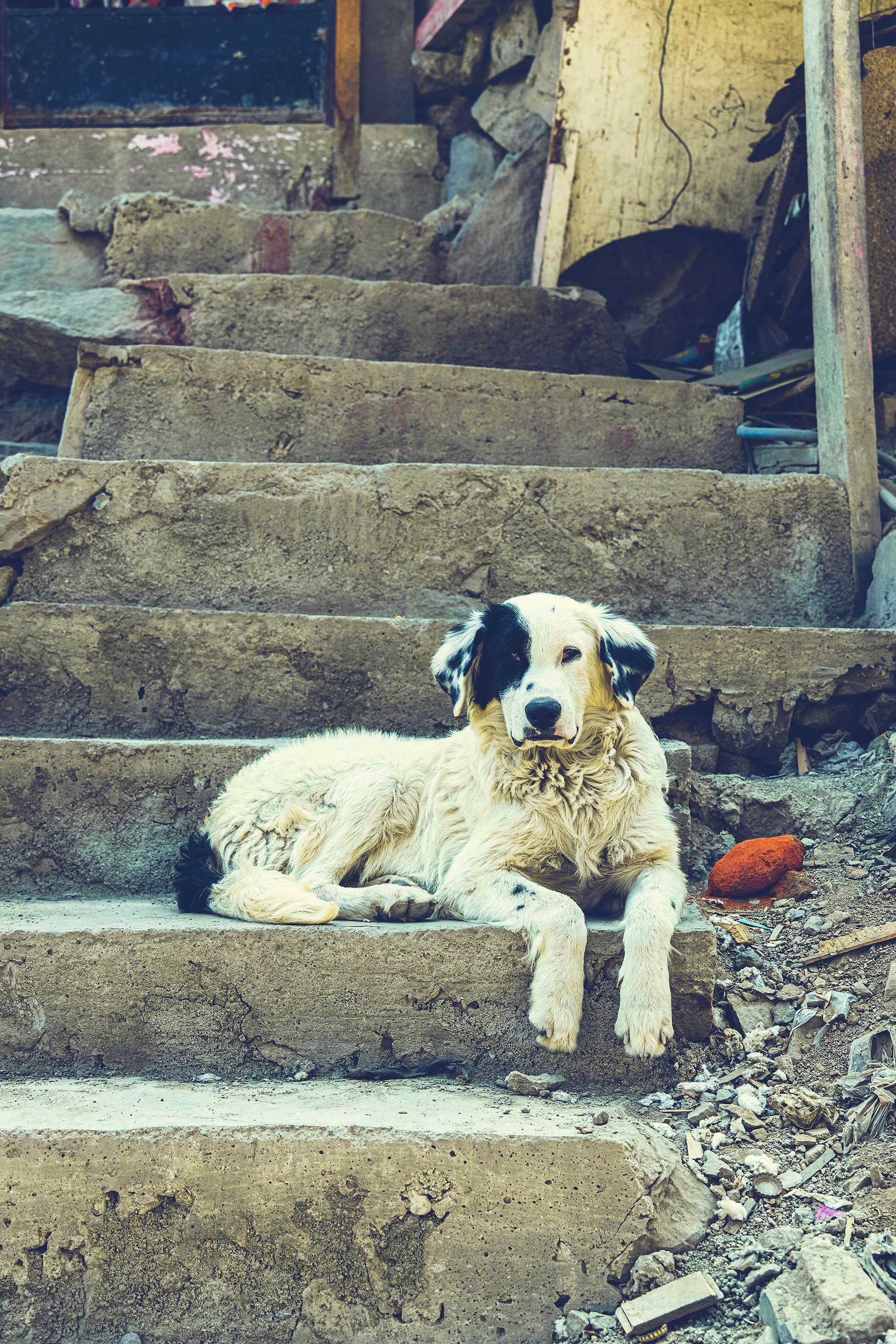 Chien errant blanc avec tache noir sur escalier