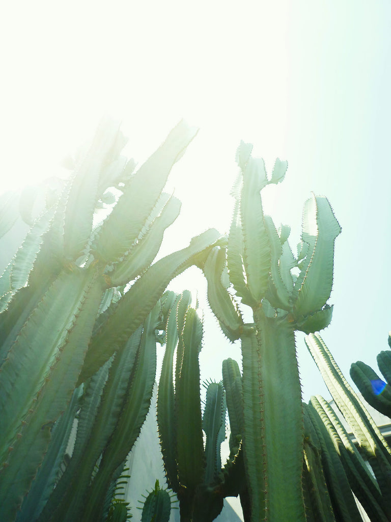 Cactus désert rayon de soleil clair obscur plantes grasses